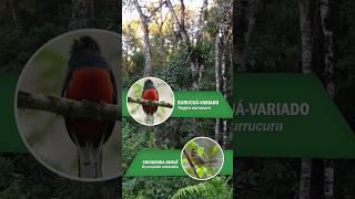 Sinfonia das aves na Mata Atlântica