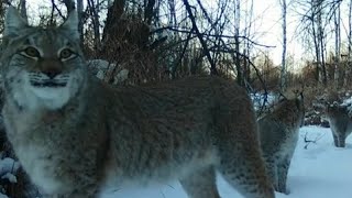 Rare footage shows lynxes wandering in snow in N China