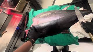 Whole Bluefin Tuna Breaking Down | POV