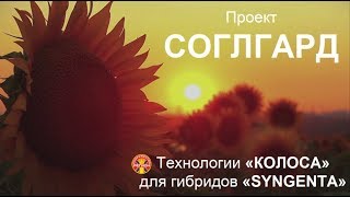 Технологии "Колоса" для гибридов "Сингента"