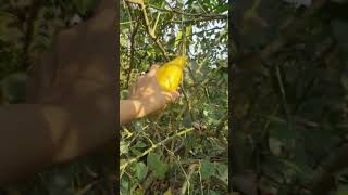 awesome plucking lemons #pluking #lemon #wild #trending #ytshorts