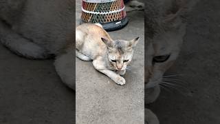 बहुत प्यारी बिल्ली रानी 😍😘|very cute queen cat 😺🥰 |#shorts #cat #pets #animals