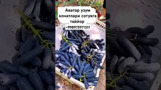 Аватар узум кочатлари сотувга таййор