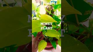 Moneyplant Care | Money plant | Plantcare| Garden