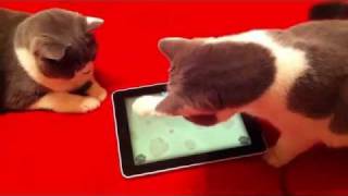 ➹ Cats playing Mouse Game on iPad (SO FUNNY!)