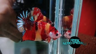 Betta Fish [pattern & colour] 015