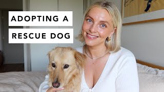 Effie Update | Adopting a Rescue Dog | Estée Lalonde