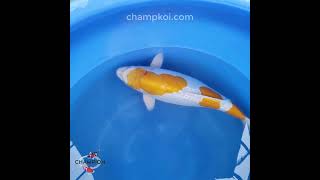 2024FALL-015 2yr 20" Rare Yellow Hariwake by SAKAZUME Koi Farm