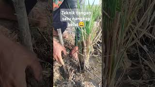 Nangkap belut di sawah #fishing #ngurekbelut #mancing #mancingbelut #ngurekbelutdisawah