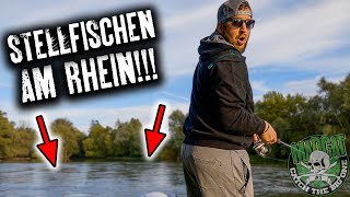 Stellfischen am Rhein 👉 Wels angeln mit Mad Maditsch 🔥 MADCAT