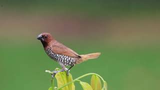 Scaly Breasted Munia #munia #birds #birdsvideo #4k #urbanwildlife #birdslifestyle #peacefulmoments