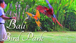 Парк птиц на Бали, Бали, шоу птиц .Bali Bird Park, Indonesia, Bali, Bird show.