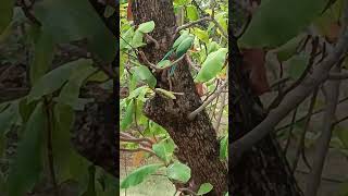 Parrot Couple #shorts