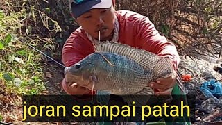 umpan lumut memang ampuh ikan nila nya babon babon