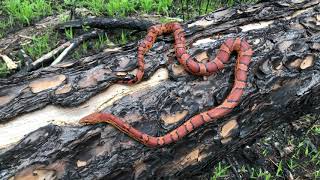 Beautiful Cornsnake Capture