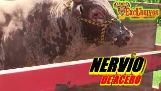 🐂NERVIOS DE ACERO🐂VS PERICO DE OAXACA🐂los EXCLUSIVOS