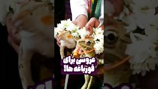 عروسی برای قورباغه ها 🐸💐