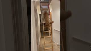 Handy Pooch Learns to Climb Ladders || Dogtooth Media