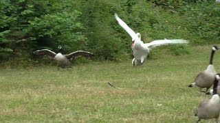 Swan attacks geese in water then on land.