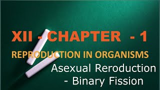 Asexual reproduction   Binary fission in animals