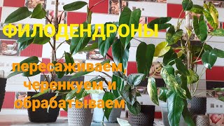 Филодендроны#💚💚💚Большая пересадка🪴Черенкование🌱Обработка от трипсов🪲