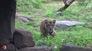 Außenanlage für Sumatra-Tiger im Tierpark Berlin wurde erweitert