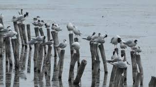 Sandwich Terns and Mediterranean Gulls at Pomerie on the Coast of Bulgaria