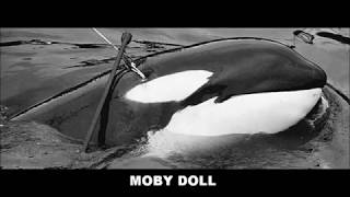 Moby Doll, l'orque qui a "changé le monde"