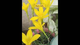 rain Lilly after rain #the_home_botanist #youtubeshorts #flowers #shortvideo