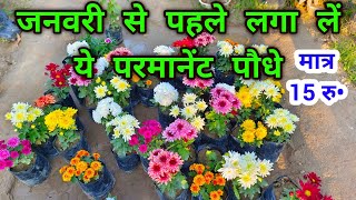 जनवरी से पहले यह Permanent Flower Plant Nursery से लेकर तुरंत लगाओ / Winter Permanent Flower Plant