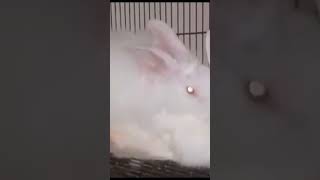 rabbit mating #youtubeshorts #bunny #pet #cute #rabbit #animal