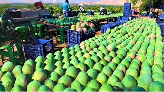 How to Harvest Mango fruit and Processing -  Awesome Mango Juice Processing -  Mango Farm