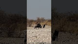 Blue Wildebeest in Etosha National Park, Namibia.