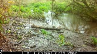 IMG 0002 Two J's Field Wildlife Camera Shots Set In Magical Cornwall.