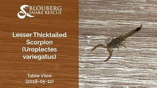 Lesser Thicktailed Scorpion near Melkbosstrand (20180512)