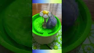 Budgie Bath Time: The Cutest Splash You'll Ever See! #birds #viral #parakeet #parrot #shorts