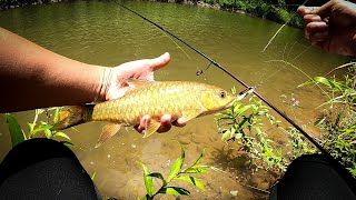 Casting Sungai Tagal Nuntunan Apin-Apin | Ultralight Stream Fishing