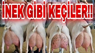 SANKİ DAMIZLIK ÇİFTLİĞİ | YOK BÖYLE HAYVAN PAZARI!!