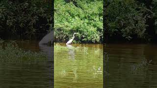 A Happy Day ❤️🦢 #birds