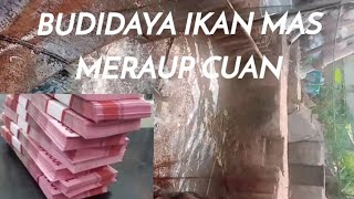 Budidaya bermacam ikan di aliran solokan / irigasi Episode 30