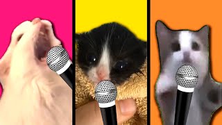 Meme Cats Meow Battle (2)