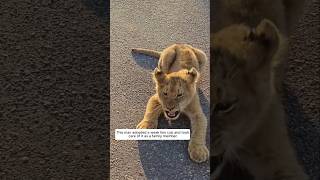 This man adopted a weak lion cub and took care of it as a family member #animalshorts #lion