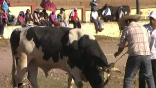 PELEONES EN COMBAPATA (CUZCO) CORTESIA DE ENTRE ASTADOS