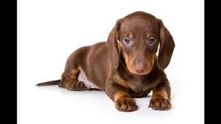 Dachshund   Top 10 Interesting Facts