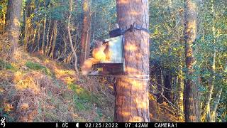 Red squirrel in the golden light of dawn