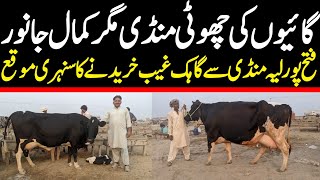 Today  Fatehpur Mandi Fresh Rates Update |  Jersey Cows | Cow  Mandi 2024 | Cross Cow Reat Update