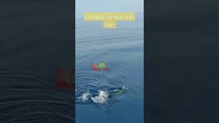 ikan babon sampe lompat²