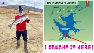 Los Vaqueros Huge Stripers are prowling the bank.