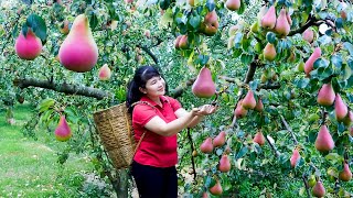 How to Harvest Pear, goes To Market Sell - Harvesting and Cooking |Tieu Vy Daily Life