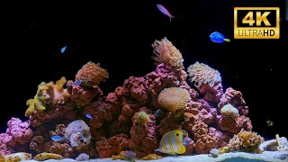 4K Real Aquarium Music Live | Beautiful Fish Tank for Meditation, Sleep & Stress Relief (12h)